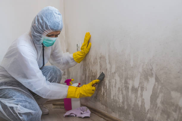 Best Toxic Mold Removal  in Beloit, WI