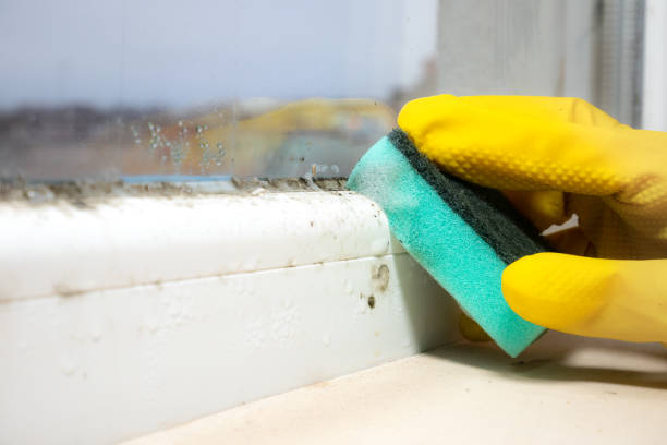 Best Toxic Mold Removal  in Beloit, WI