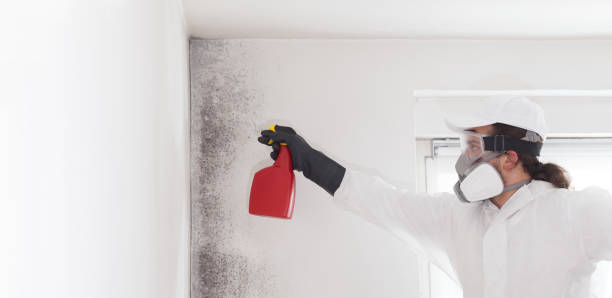 Best Black Mold Removal  in Beloit, WI