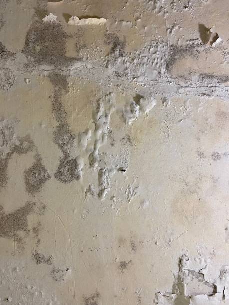 Best Certified Mold Removal  in Beloit, WI