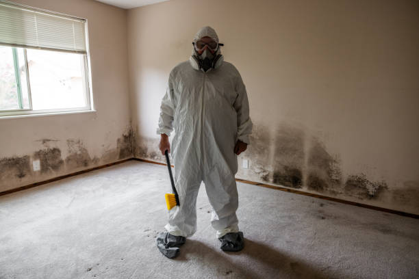 Best Local Mold Removal Service  in Beloit, WI